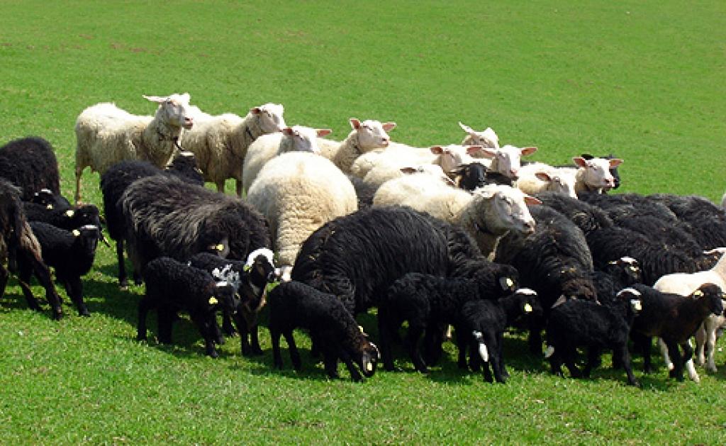 Autors: No interneta.