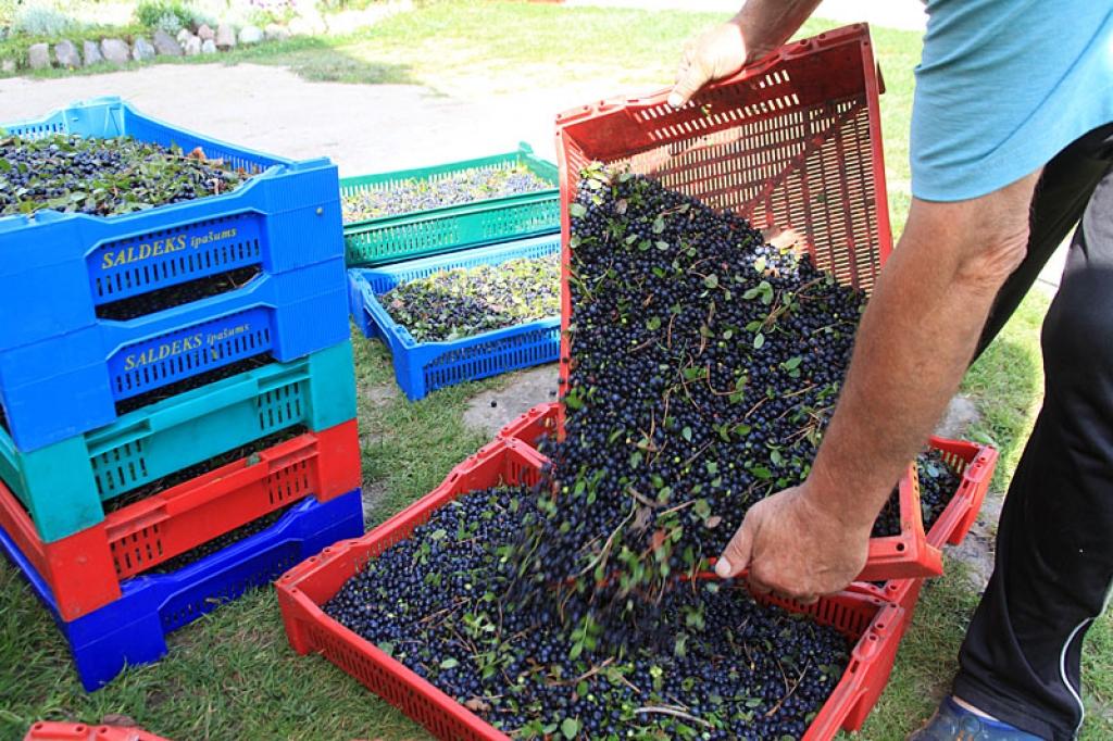 Šīs nedēļas laikā melleņu cena paspējusi dubultoties. Ja nedēļas sākumā tie bijuši 60 santīmi par kilogramu, tad vakar kilograms ogu pieņemts jau par 1,20 latiem. 
Autors: Gatis Bogdanovs