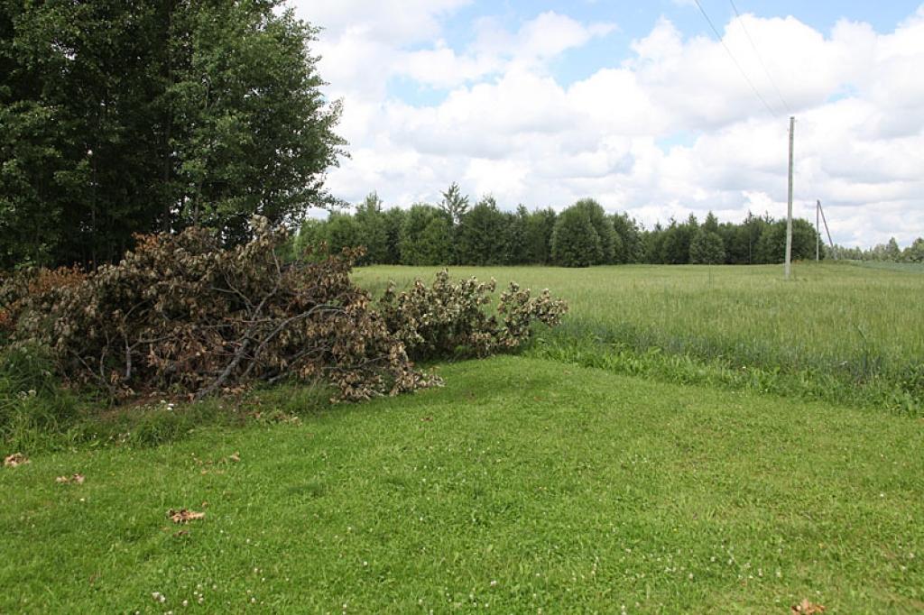 Attīrot elektropārvades līniju, kas daudzviet šķērso privātmāju pagalmus, nākas apgriezt zarus arī simtgadīgiem ozoliem. Tā tas noticis arī Līgo pagasta “Stūrās”. 
Autors: Gatis Bogdanovs