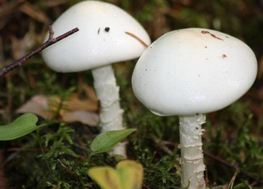 Baltā mušmire.
Autors: No interneta.