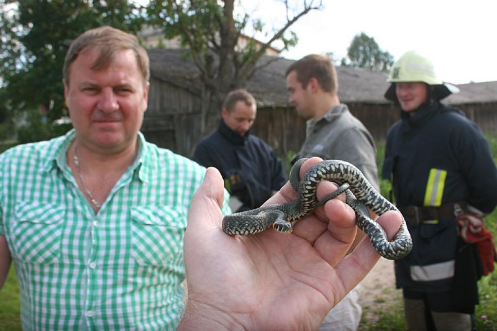 Valsts ugunsdzēsības un glābšanas dienesta darbinieki saņēma izsaukumu, ka kādā pilsētas veikalā ielīdis paprāvs zalktis.
Autors: Gatis Bogdanovs