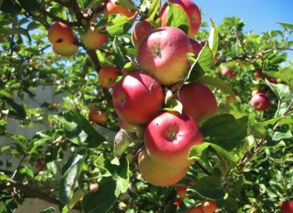 Autors: No interneta.