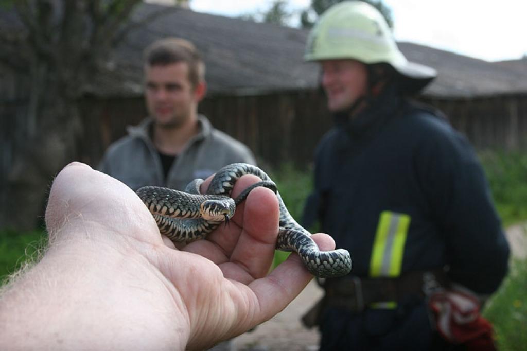 Autors: Gatis Bogdanovs