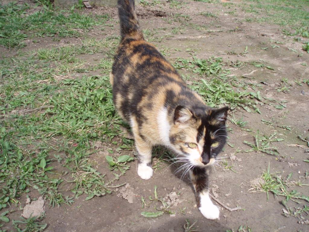 Autors: No interneta.