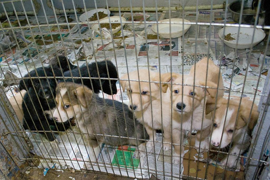 Autors: Dainis Tamulevičs