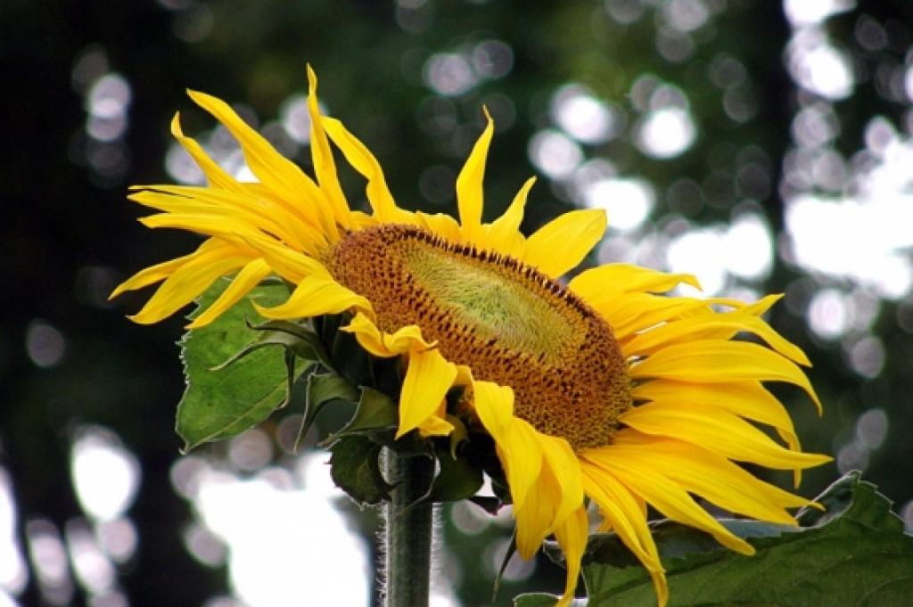 Autors: No fotokonkursa arhīva