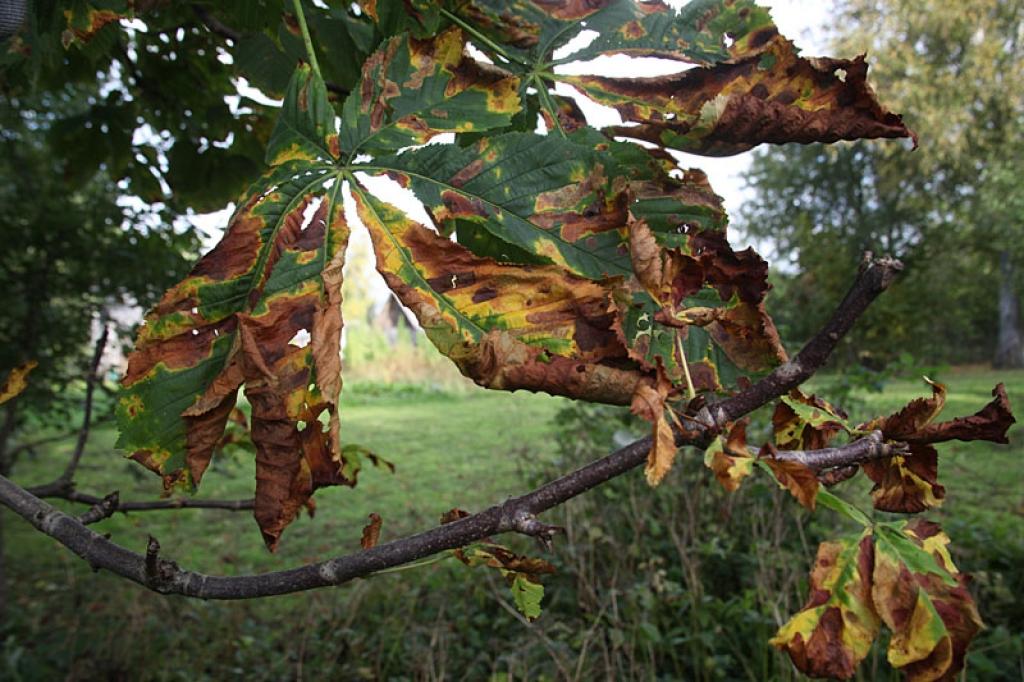 Latvijā kodes postījumi konstatēti jau 2007.gadā Liepājā. Kopš tā laika tā strauji izplatījusies pa visu valsts teritoriju
Autors: Gatis Bogdanovs 