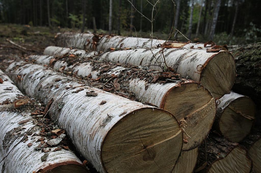 Autors: No interneta.