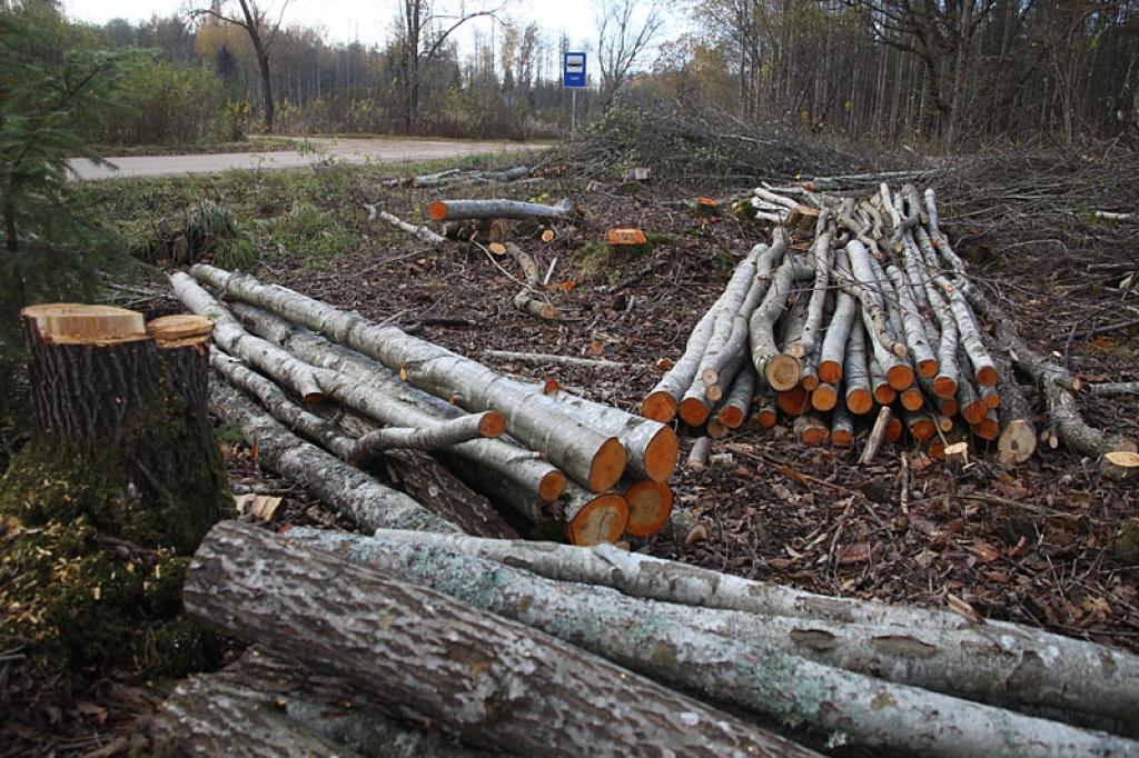 Daukstu pagastā pie autobusa pieturas “Lapši” kailcirtē ir nocirsta privātā meža platība, kas neatrodas dabas lieguma teritorijā. Lai noskaidrotu, kur sākas privātais mežs un kur beidzas valsts meža teritorija, robežas ir jāaplūko dabā. 
Autors: Gatis Bogdanovs