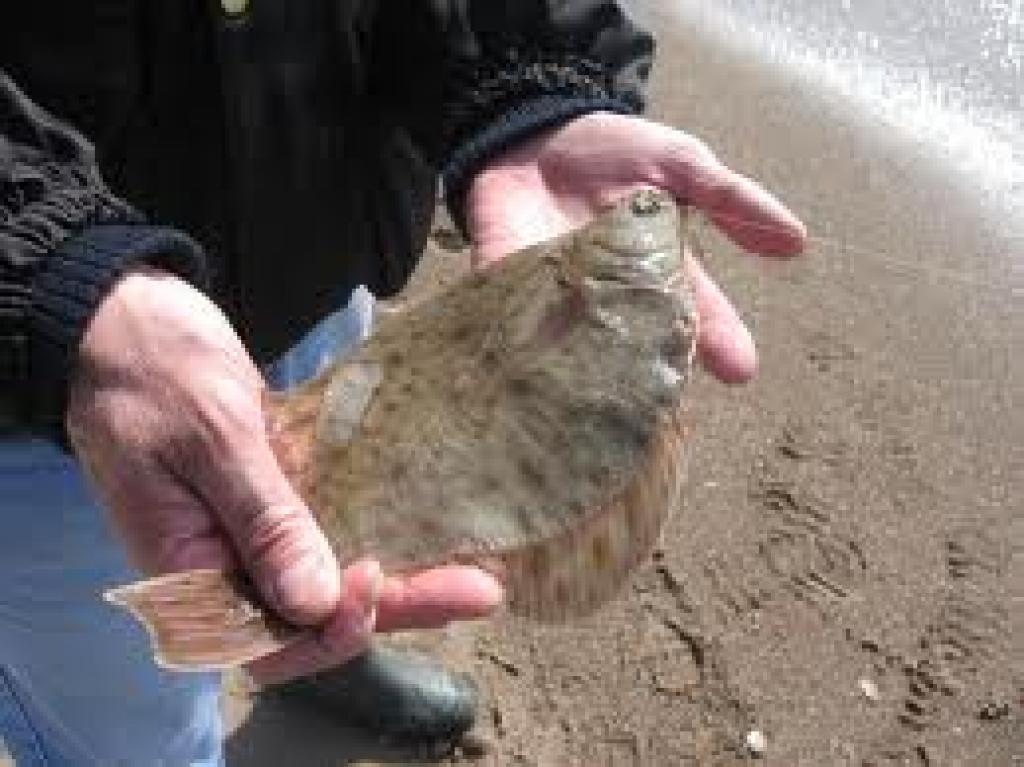 Autors: No interneta.