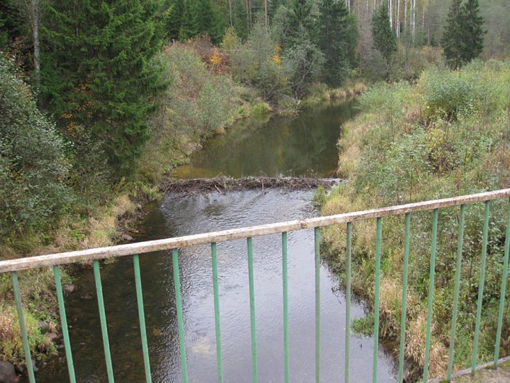 Bebri ir cītīgi darbojušies, būvējot aizsprostu arī šajā vietā uz Tirzas upes. 
Autors: Pārsla Konrāde