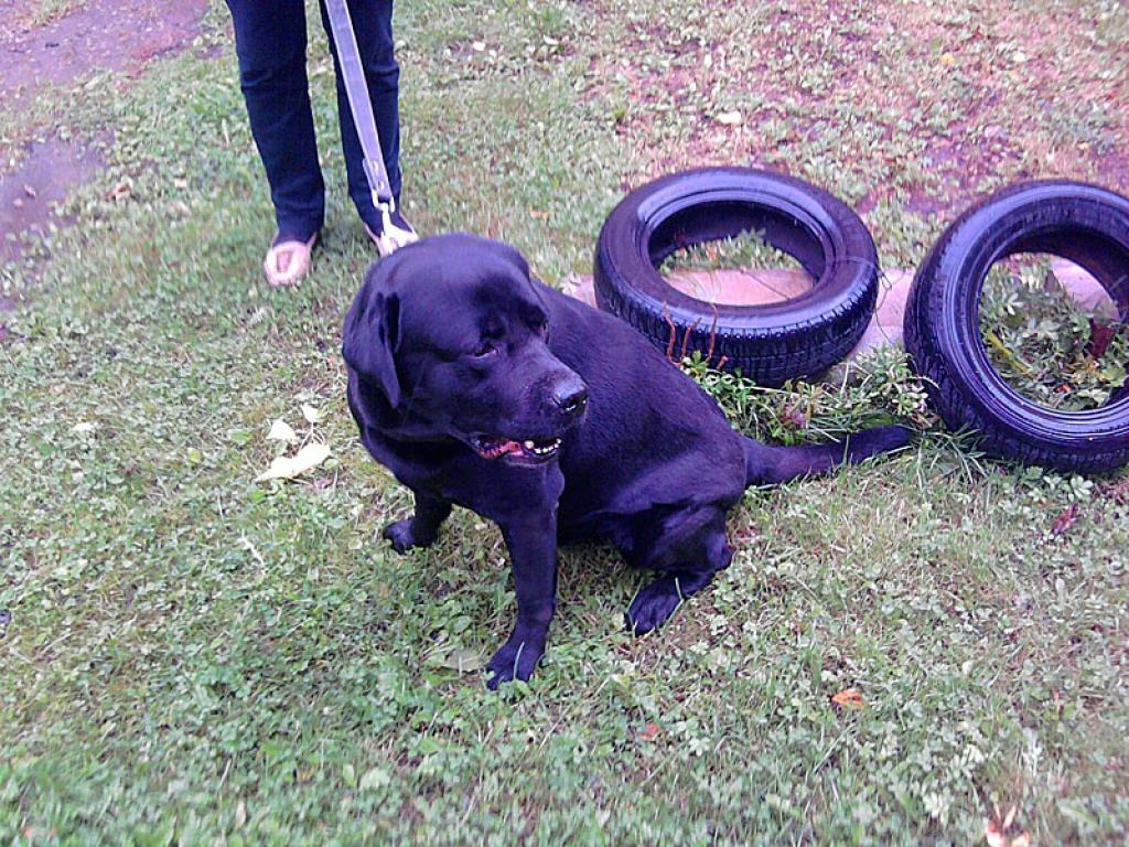 Jaunas mājas meklē 8 gadus vecs Labradors melnā krāsā. 
Autors: No personiskā albuma.