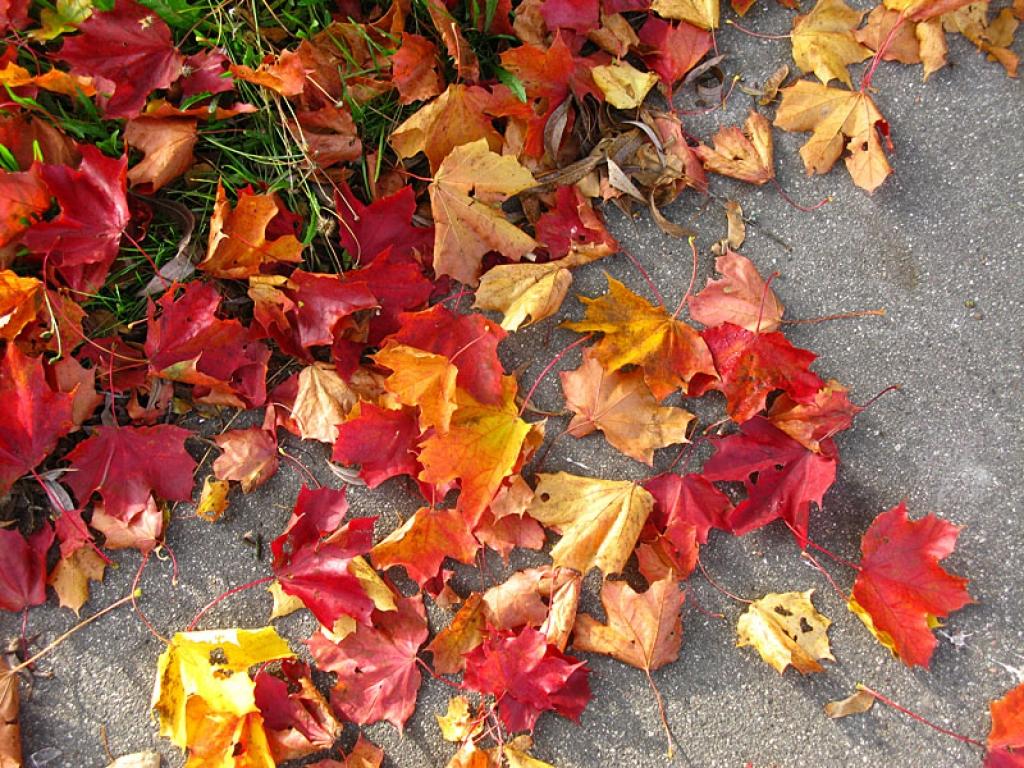 Autors: Aija Konrāde