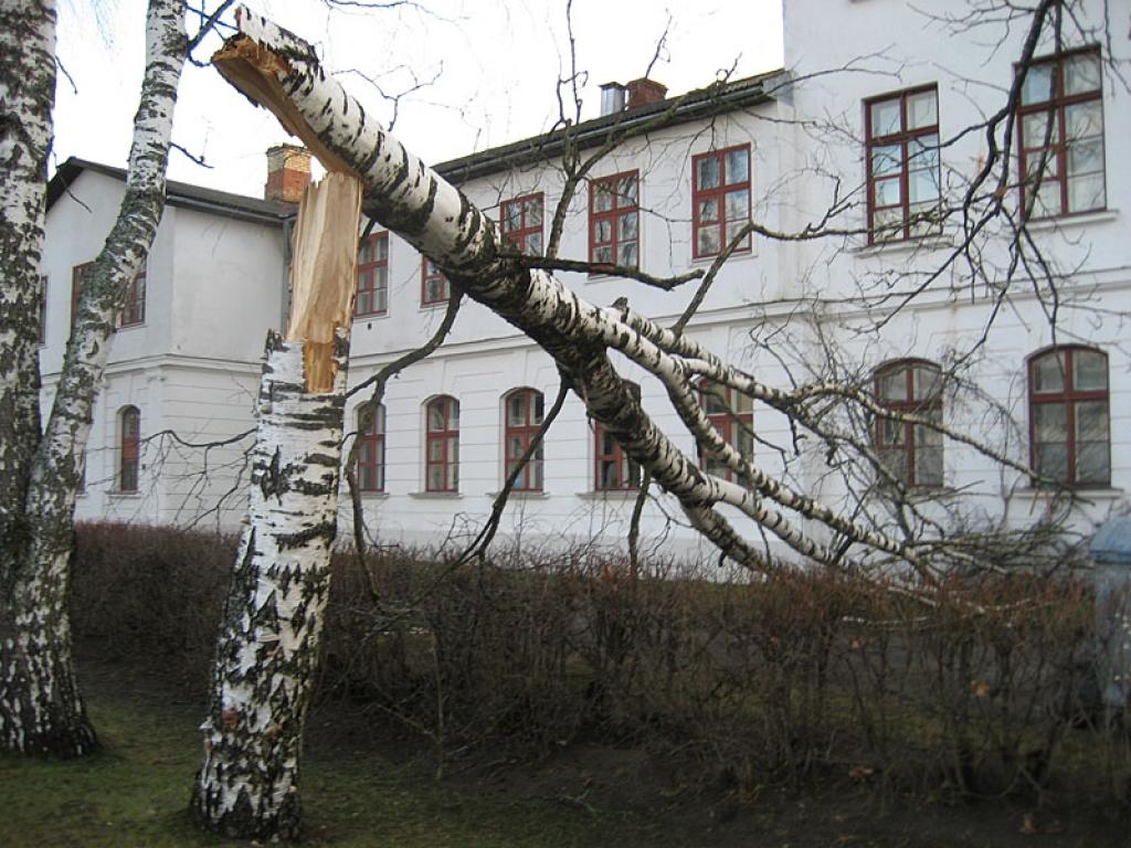 Gulbenē pie valsts ģimnāzijas ēkas pirmdienas rītā garāmgājēji pamanīja lielu vētras nolauztu bērzu. Sākoties darbdienai, ap to rosījās strādnieki, lai ātri novāktu bīstamo koku. 
Autors: Diāna Odumiņa