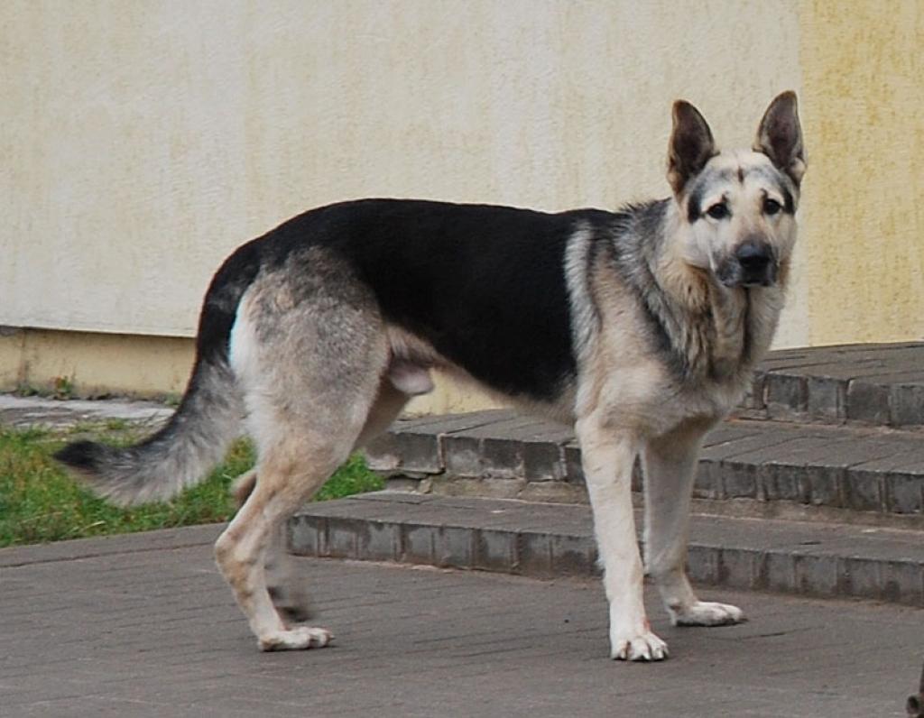 Lizumā bez saimnieka gādības palicis apmēram gadu vecs vilku sugas suns.
Autors: No personiskā albuma.