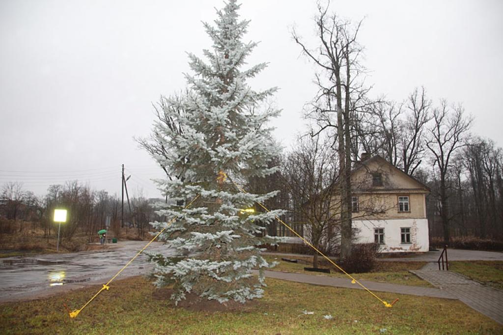 Starp bijušo poliklīnikas ēku un slimnīcu vējš izgāzis sudrabegli. 
Autors: Gatis Bogdanovs