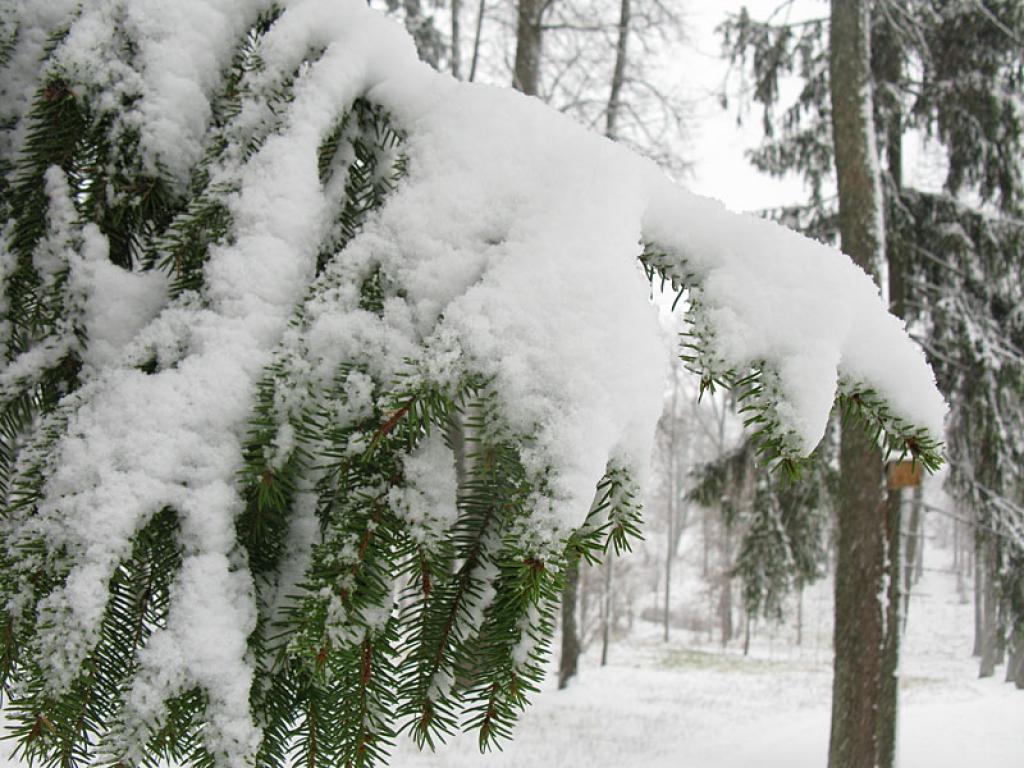 Autors: Pārsla Konrāde