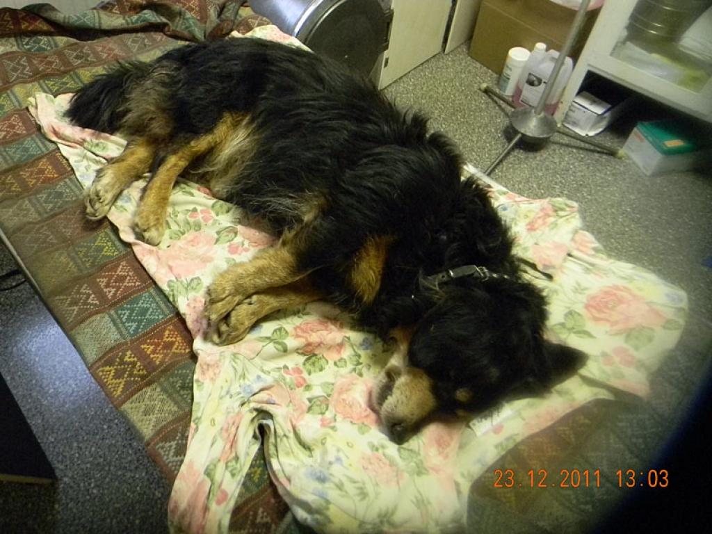 Suņuks nesagaidīja Ziemassvētkus. 23.decembrī dzīvnieciņš atrasts pusparalizēts, visticamāk, viņu notriekusi automašīna. 
Autors: Sergejs Mollers  