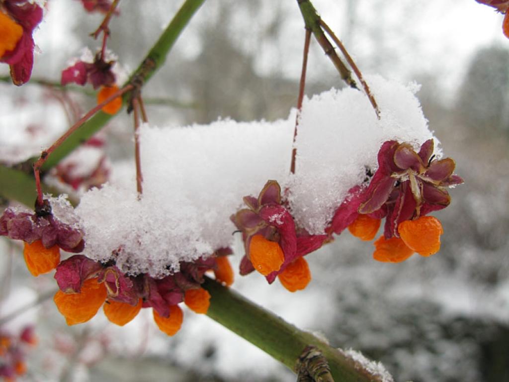 Autors: Pārsla Konrāde