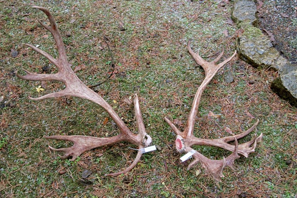 Salīdzinot ar pagājušo gadu, šogad ziemeļbriežu tēvam ragi bija izauguši krietni dižāki – kopā tie svēra 9,1 kilogramu (pērn 8,72 kg). 
Autors: No Zooloģiskā dārza arhīva