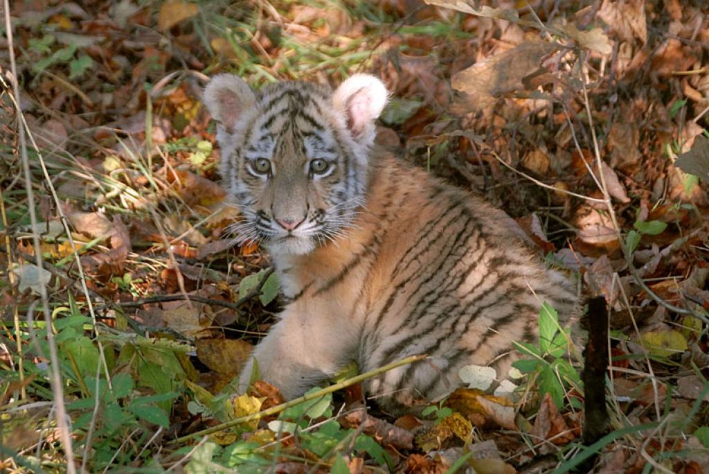 Tīģerēns Klifs Rīgas Zooloģiskajā dārzā.
Autors: No Zooloģiskā dārza arhīva