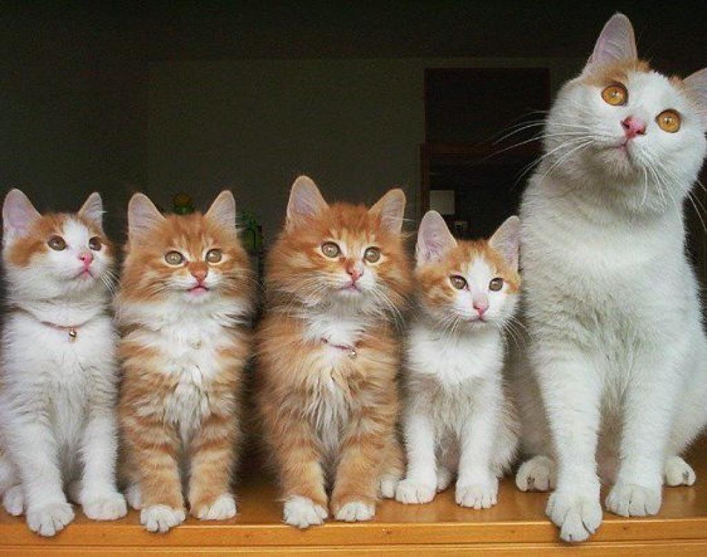 Autors: No interneta.