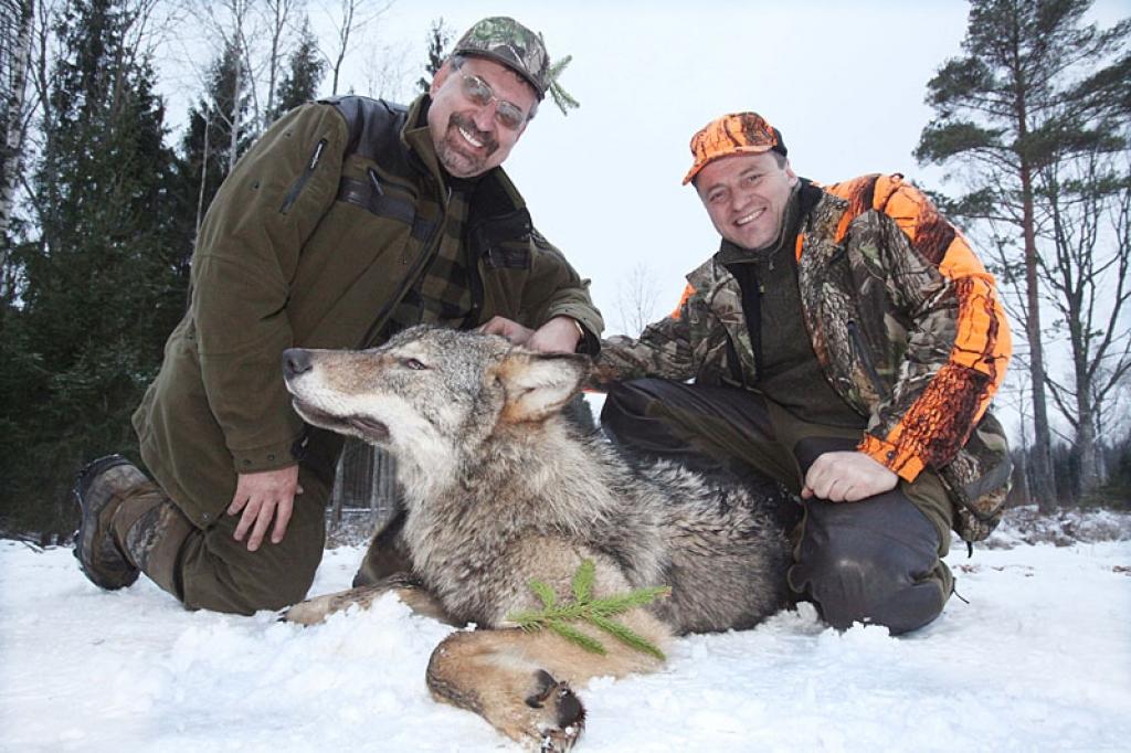 Pagājušās nedēļas nogalē mednieku kluba “Ievugrava” medību platībās tika nomedīts liels vilks. Kluba vadītājs Raivis Kundrats stāsta, ka šoreiz veiksme uzsmaidījusi viesmedniekam Aivaram Krastiņam no Rīgas, kurš todien bija devies medībās...