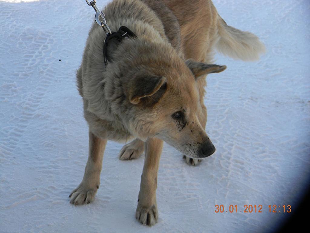 Sunim ap kakliņu ir brūna, samērā jauna kakla siksna. Dzīvnieks ir dzeltenīgā krāsā, gludu spalvu. Lai arī šis ir bezšķirnes suns, viņā jūtama vācu aitu un laikas šķirnes klātbūtne.
Autors: Mārtiņš Didrihsons - Linards - Nuka
