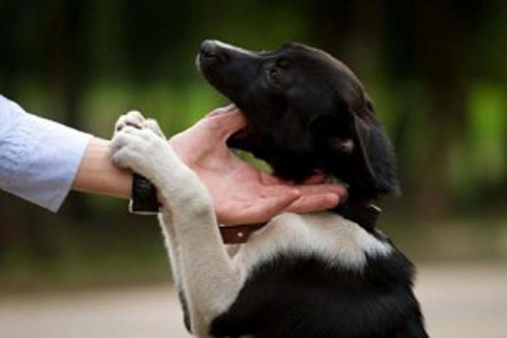 Autors: No interneta.