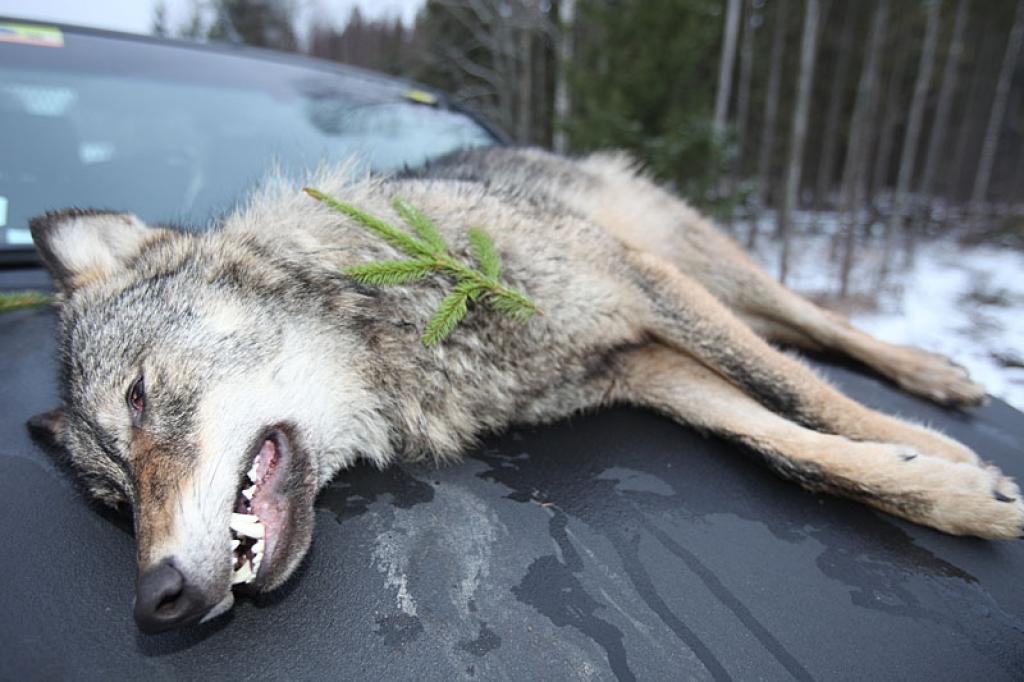 Mežos vilku un lūšu ir savairojies ļoti daudz, tāpēc medniekiem neesot problēmu šos dzīvniekus nomedīt. 
Autors: Gatis Bogdanovs