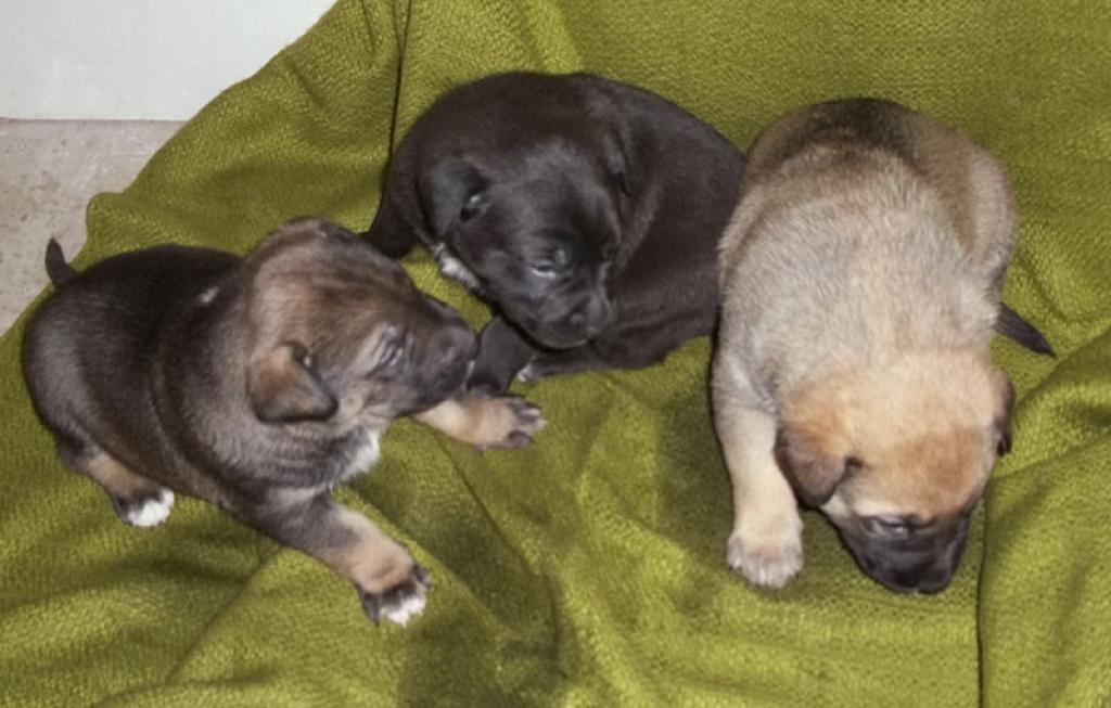 Divi suņu puikas, kuri ir vēl tikai mēnesi veci, meklē labas mājas un mīļus saimniekus.
Autors: No personiskā albuma.