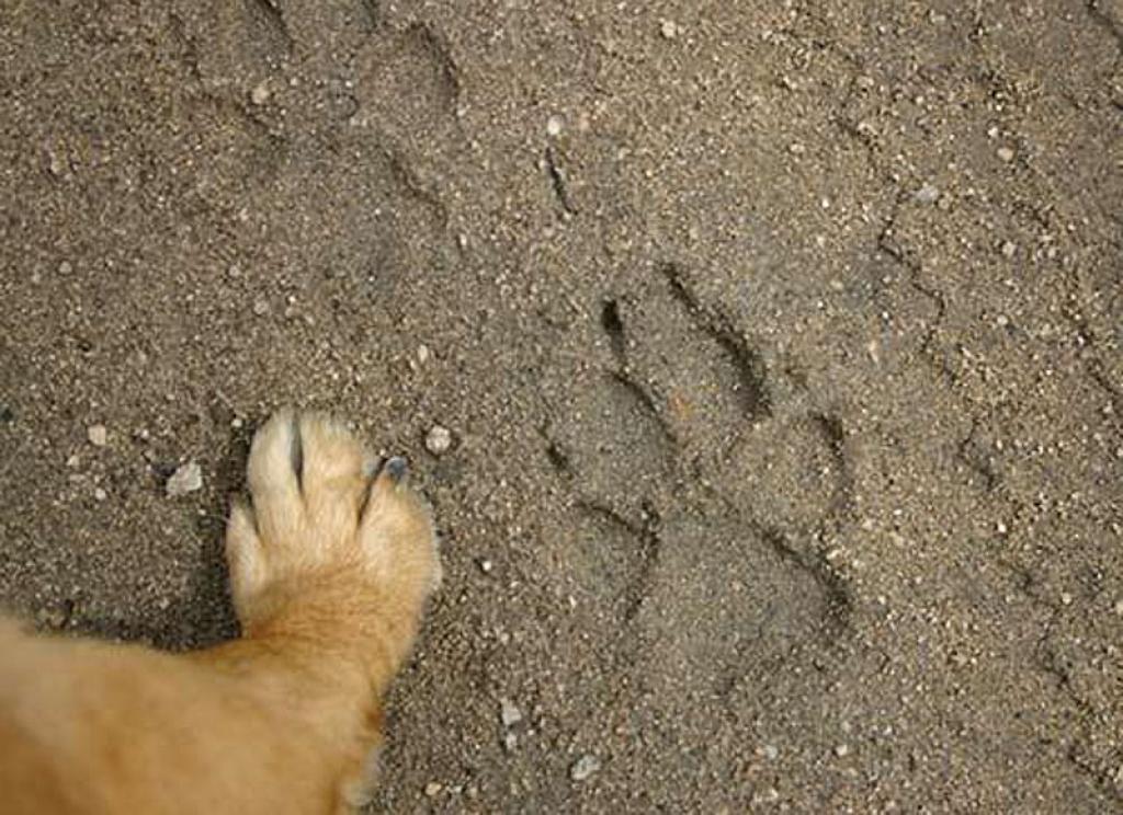 Autors: www.spoki.lv