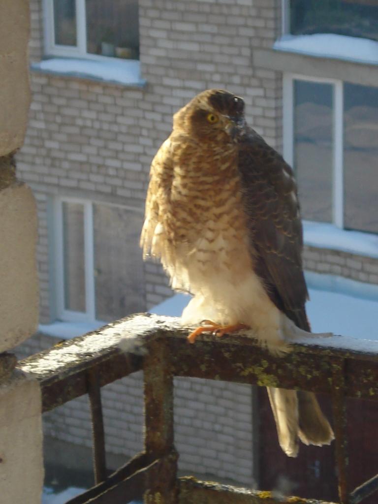 Autors: Arnis Martusevičs