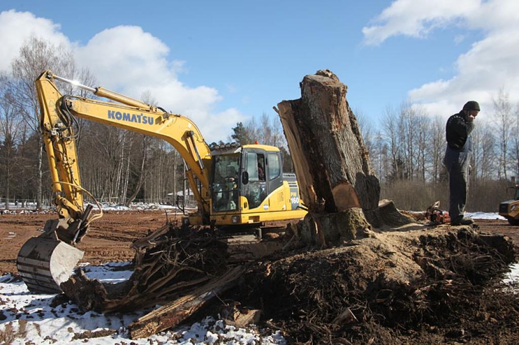  Stāmerienas pamatskolas sporta laukumu rekonstrukcijas projektā paredzēts nozāģēt arī vairākus lielus kokus. Neviens no tiem nav īpaši aizsargājamo statusā.
Autors: Gatis Bogdanovs