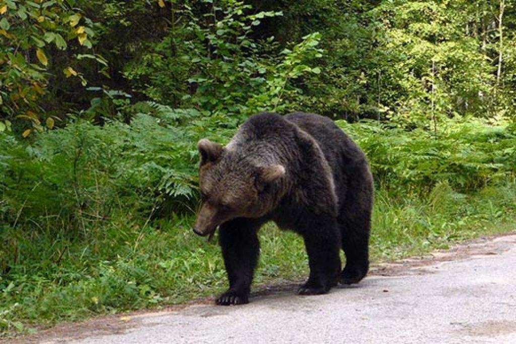 Autors: No interneta.