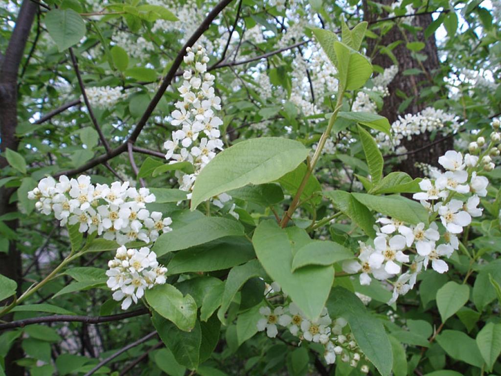 Autors: Pārsla Konrāde