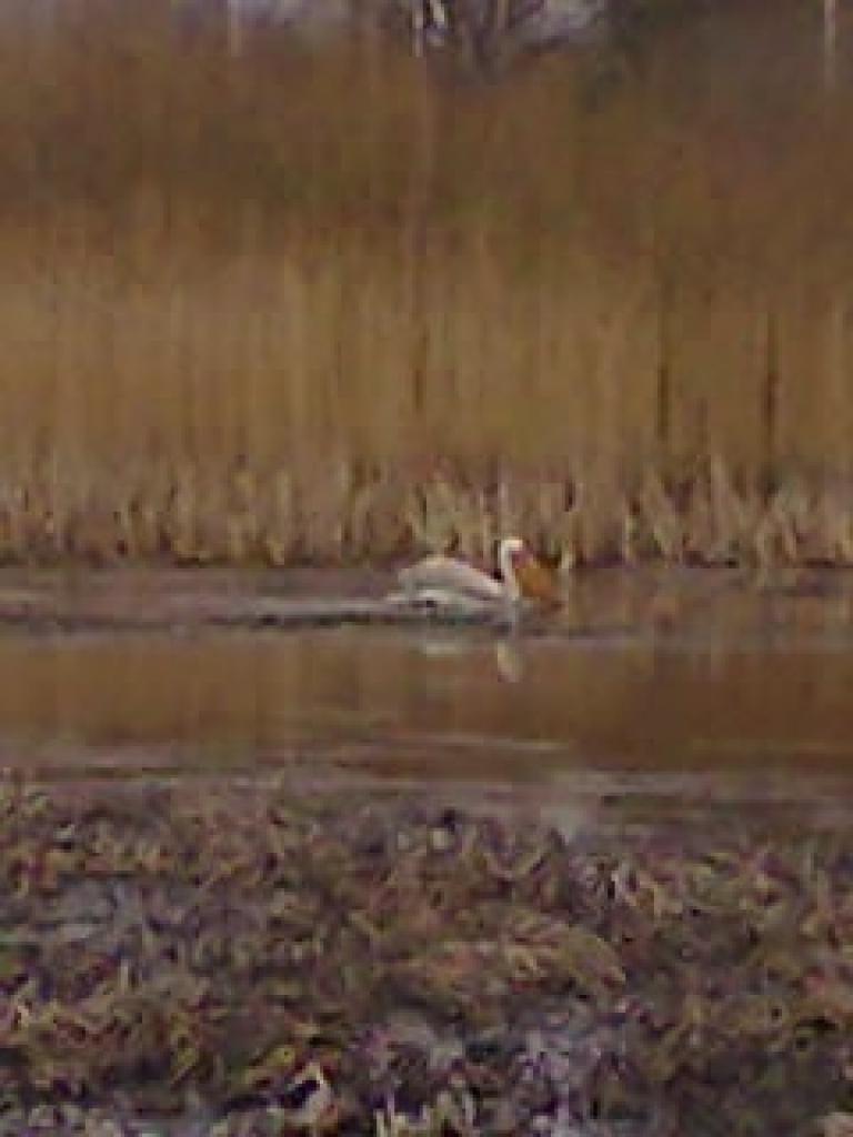  Inita Keiša, kura dzīvo Daukstu pagasta Staros, sārto pelikānu, izmantojot mobilo tālruni, Līgo dīķī nofotografējusi 17.aprīlī.
Autors: No personiskā arhīva.