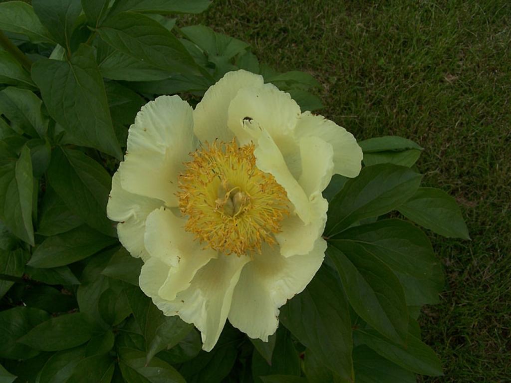 Autors: No  arborētuma arhīva