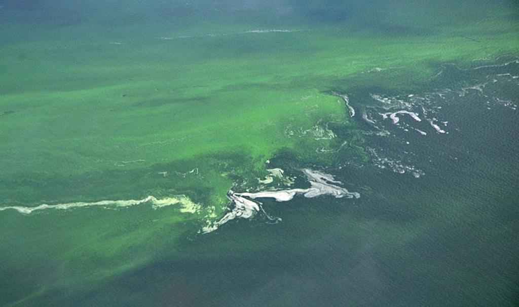 Aļģu ziedēšana Baltijas jūrā.
Autors: No Dzintara mājas lapas arhīva.