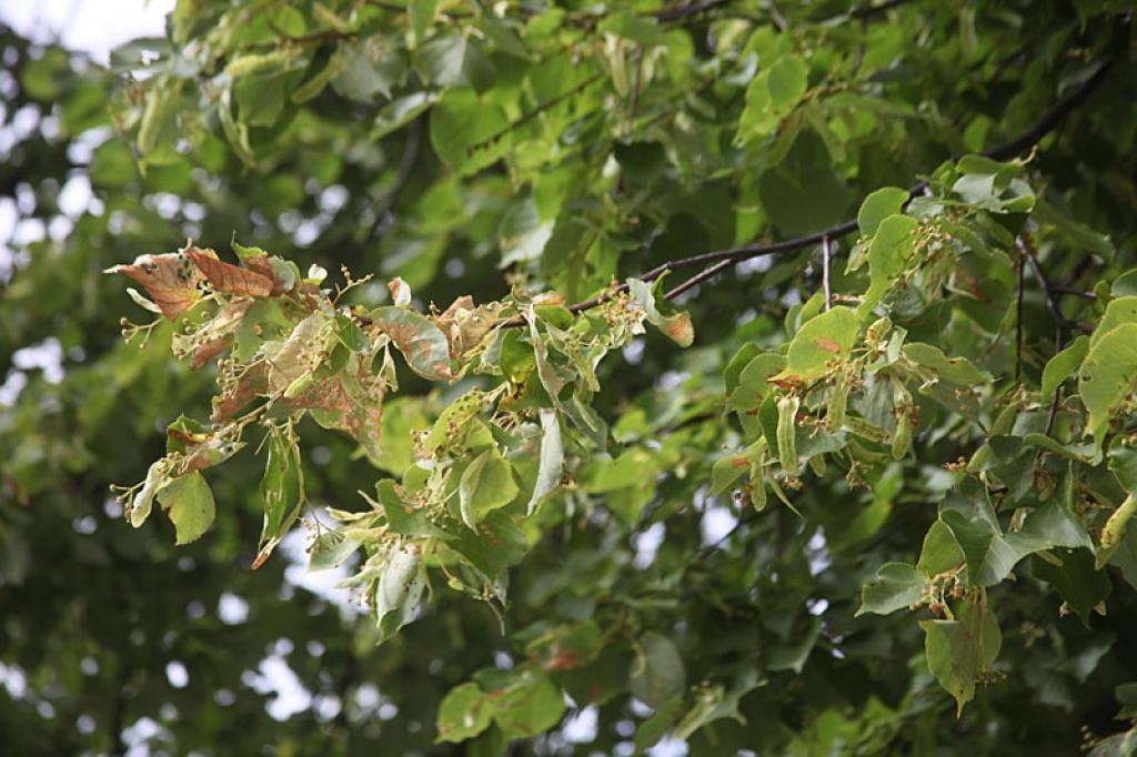 Autors: Gatis Bogdanovs