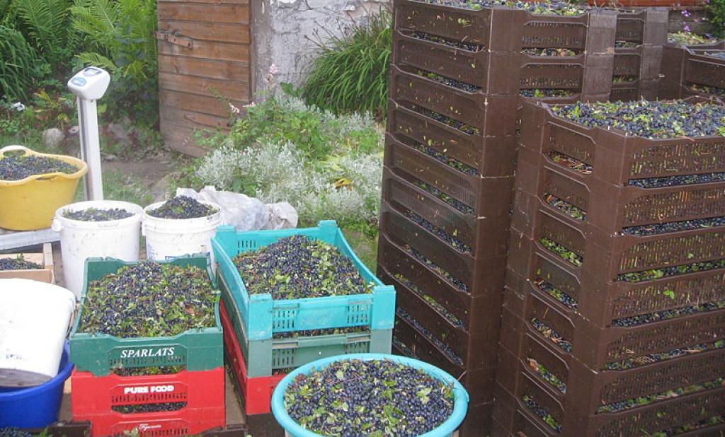 Autors: Tamāra Ulase