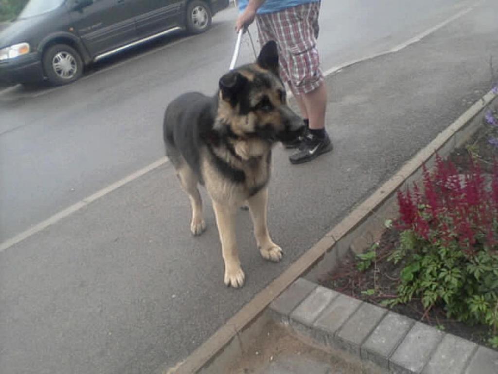 Šis simpātiskais, draudzīgais suns atnāca līdzi tūristiem no Stāmerienas uz Gulbeni. Dzīvnieks nogādāts Alūksnes patversmē, kur saimnieki var braukt tam pakaļ.
Autors: No personiskā arhīva.