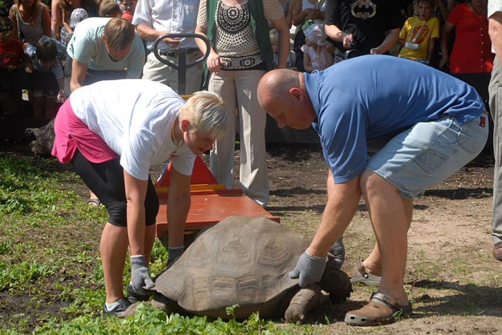 Pagājušajā gadā bruņurupuču svēršanā piedalījās „spēkasieva” Jolanta Logina un protams Raimonds Bergmanis. 
Autors: No Zooloģiskā dārza arhīva