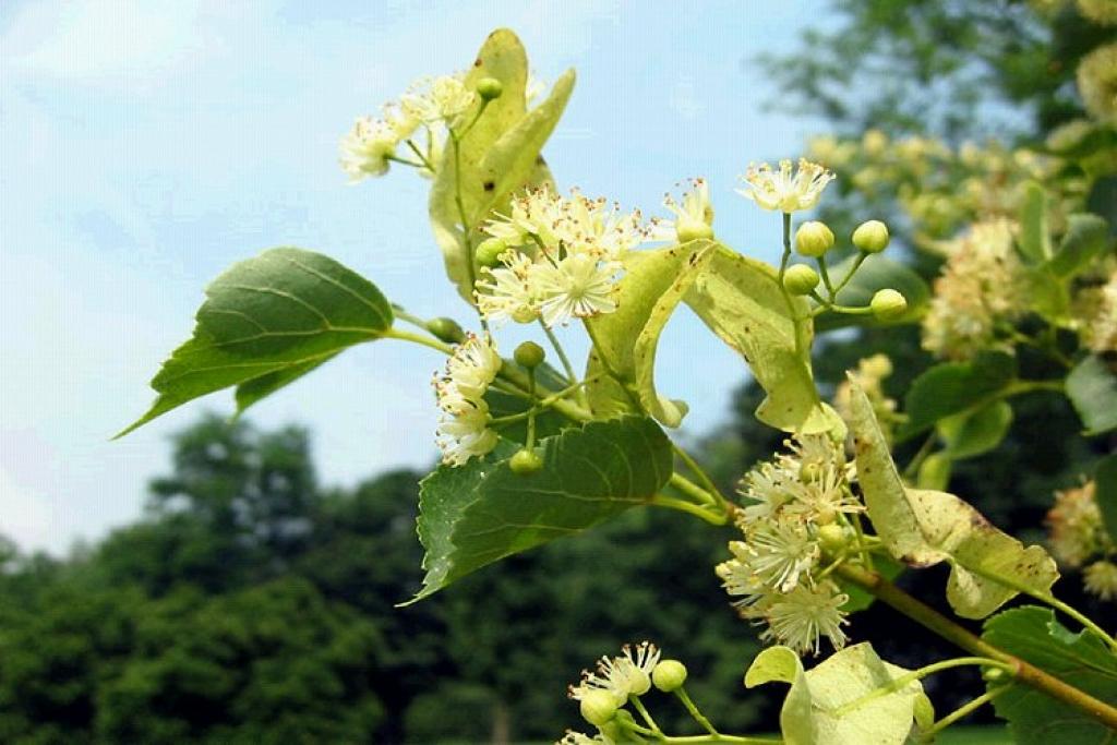 Autors: www.augi.ucoz.lv