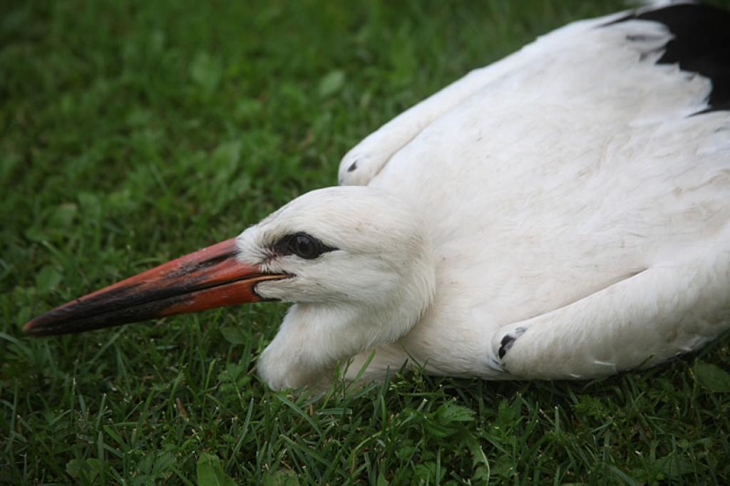 Autors: Gatis Bogdanovs