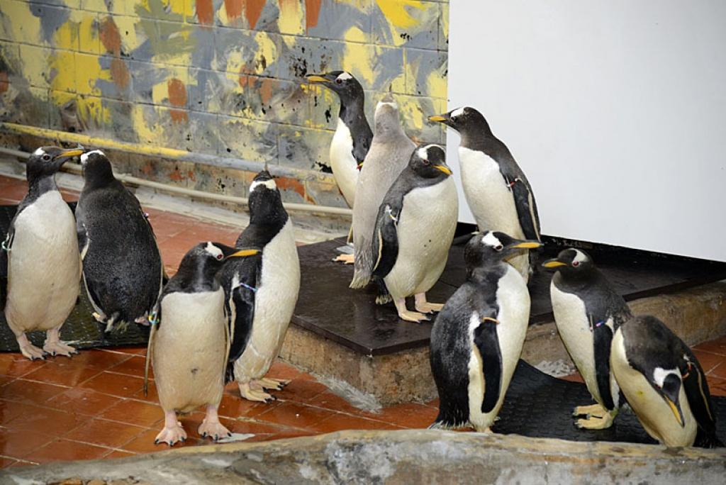 Autors: No Zooloģiskā dārza arhīva