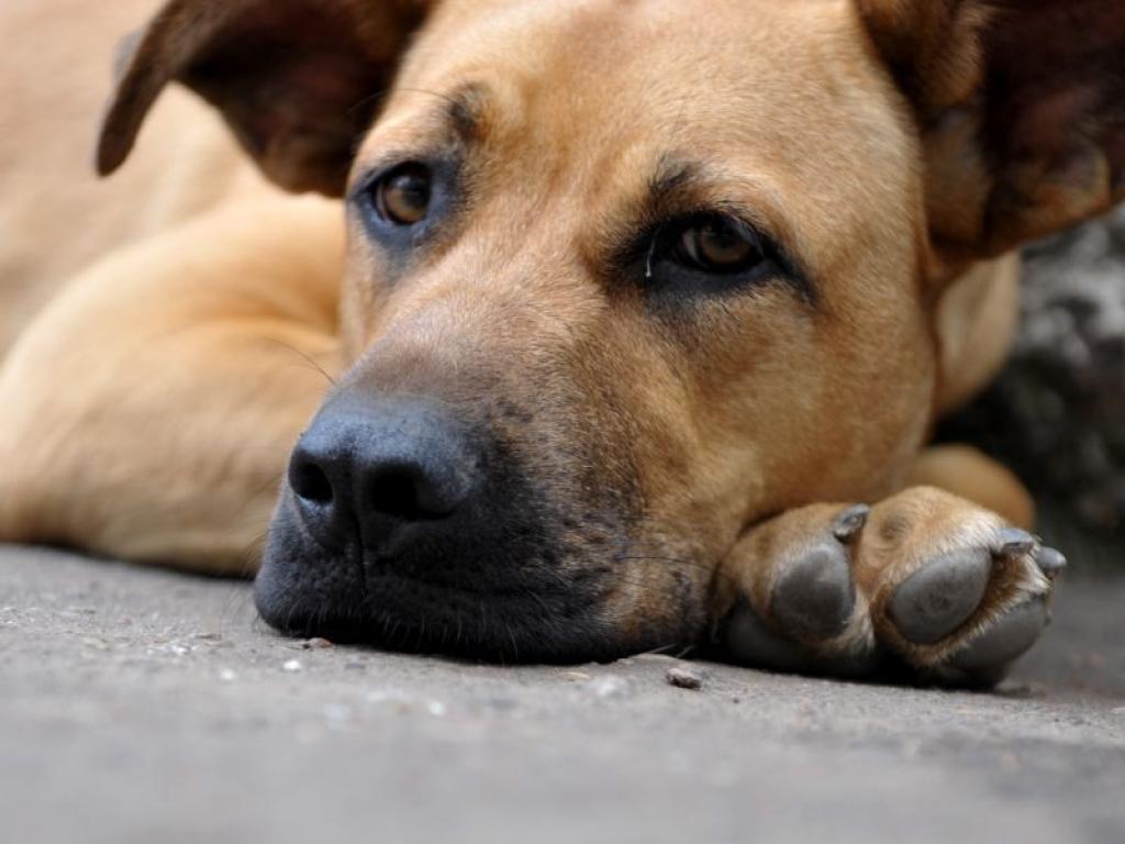 Autors: No interneta.