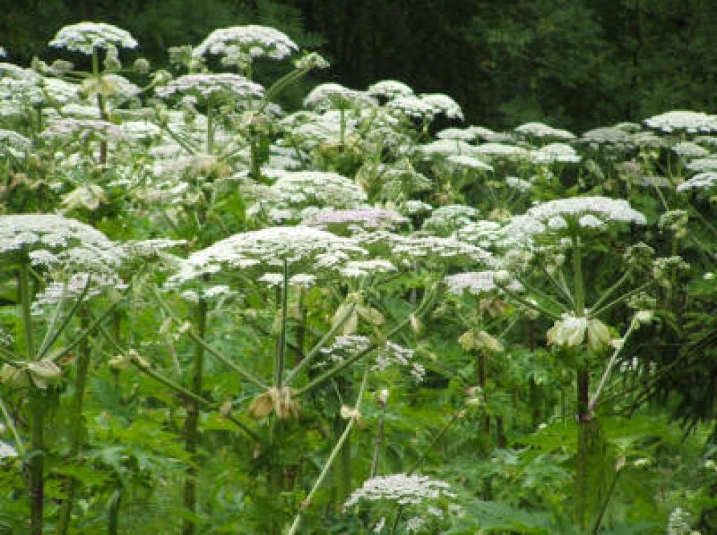 Autors: no interneta