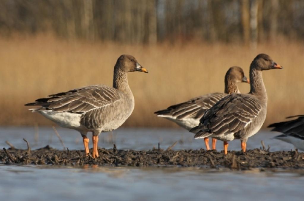 Autors: staburags.lv