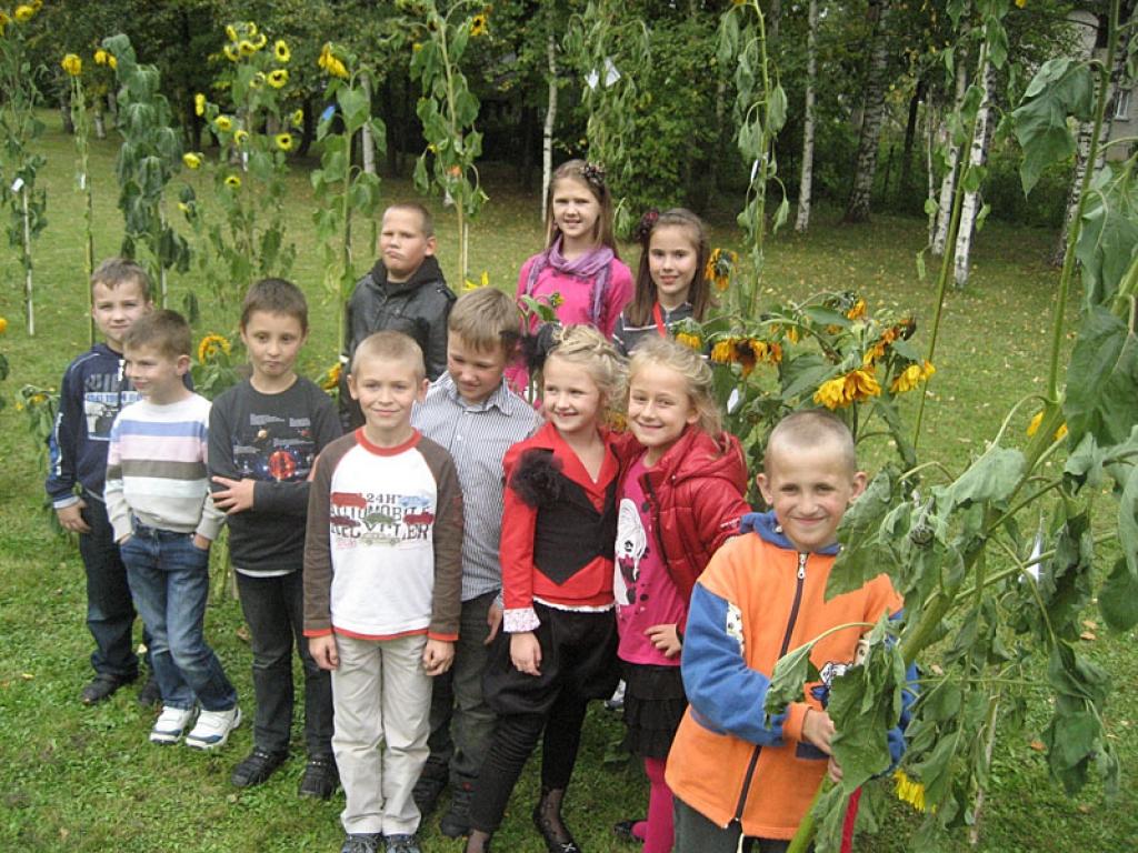 Par saulespuķu izstādi Gulbenes 2.vidusskolas pagalmā priecājas pagarinātās dienas grupas audzēkņi.
Autors: Diāna Odumiņa